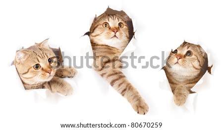 stock photo : set of one cat in paper side torn hole isolated