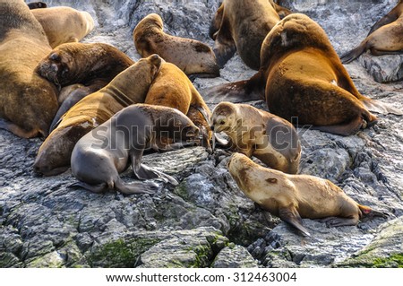 A big group of seals and sea lions, Beagle Channel, Ushuaia, Argentina