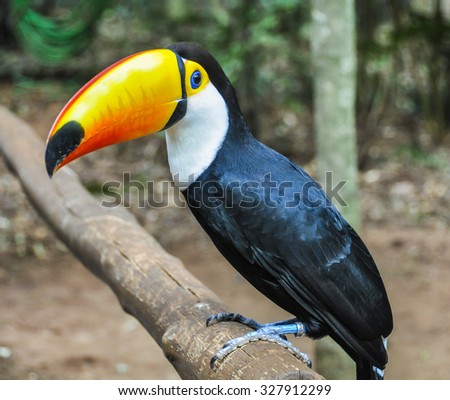 Colorful tucan at Iguazu Falls, one of the New Seven Wonders of Nature, Brazil