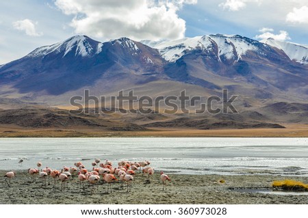 Flamingo group in a colorful lagoon in the High Andean Plateau desert in Bolivia