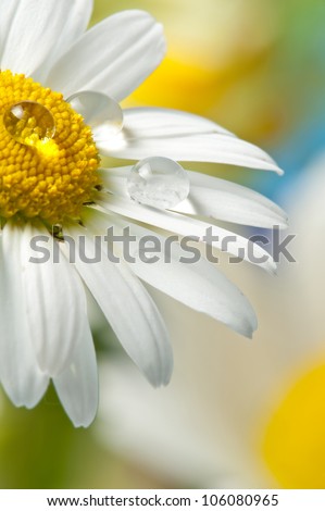 daisy with dew drops