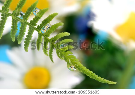 fern with dew drops with mirroring effect inside