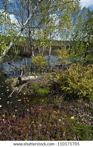 peat bog with little lake