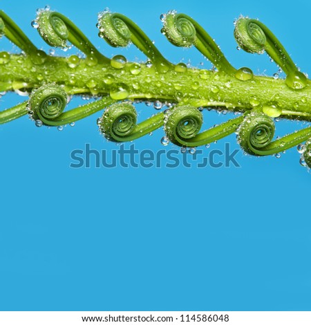 leaf with dew drops - macro photography