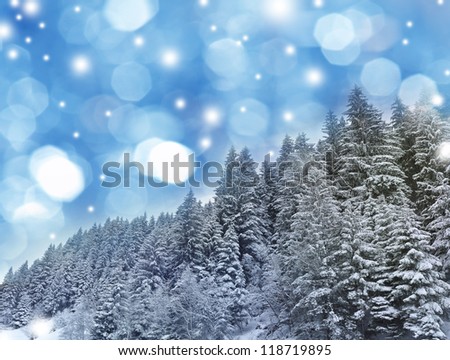 mountain forest in the winter time