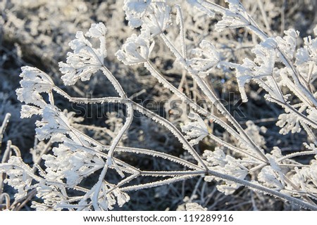 winter meadow with frozen plants