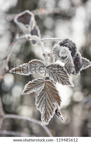a frozen leaf and bokeh