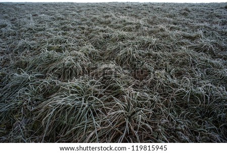 frozen grass with hoarfrost - a winter background
