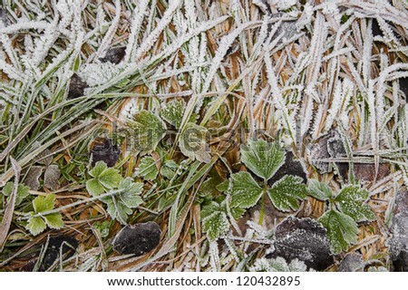 frozen grass and leaves covered with ice crystals