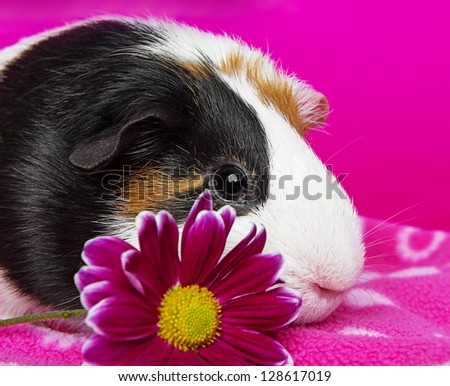 cute guinea pig with a pink flower - pink background