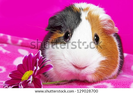 cute guinea pig with a flower