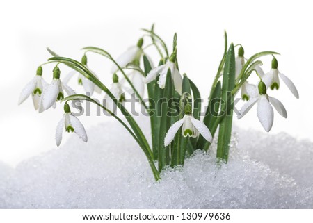 snowdrops in snow isolated on white background