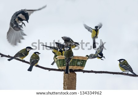 titmouse birds eating seed from bird feeder in winter time