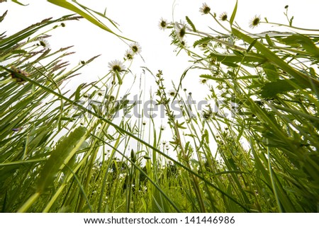 spring meadow with daisies - white background