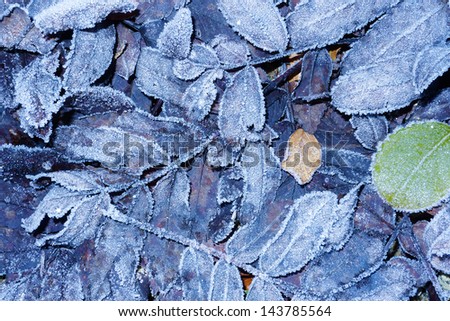 frozen leaves and grass - covered with ice crystals