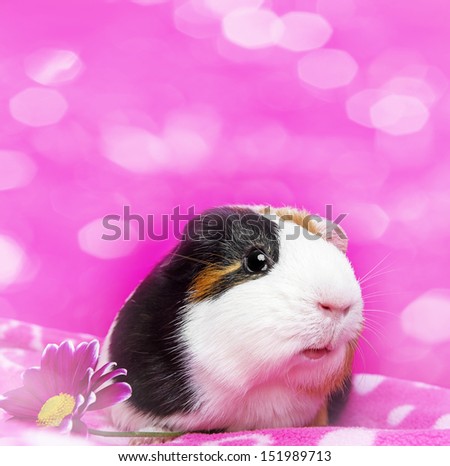 cute guinea pig with and flower - pink background