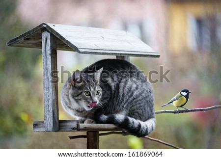 Cat Hunting A Bird