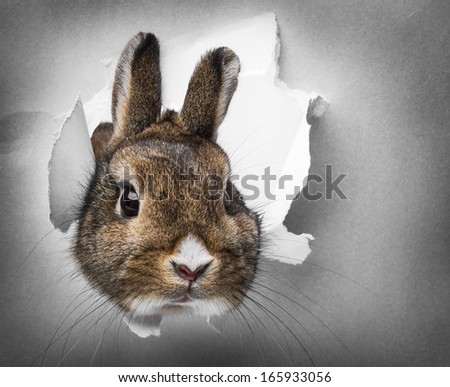 little rabbit looks through a hole in paper
