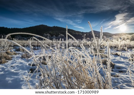winter landscape with frozen grass
