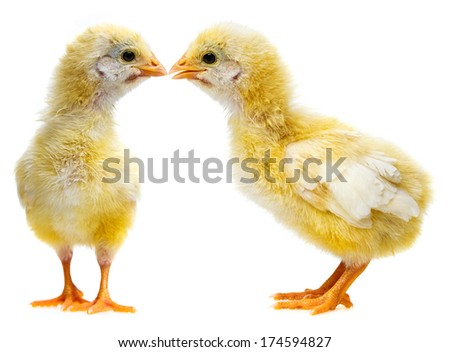 cute chickens - love