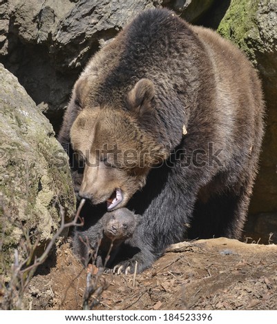brown bear - mother and cub