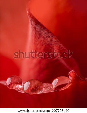 flower petal with drops