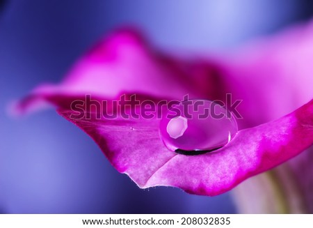 flower petal with drop
