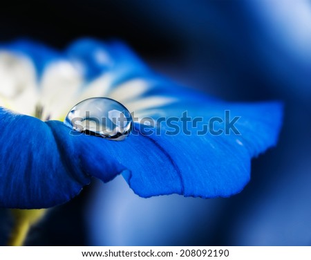 blue flower with a dew drop