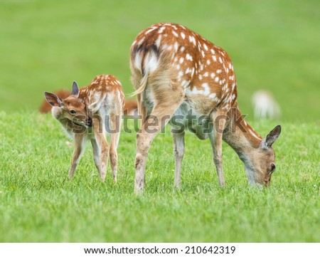 fallow deer- baby animal