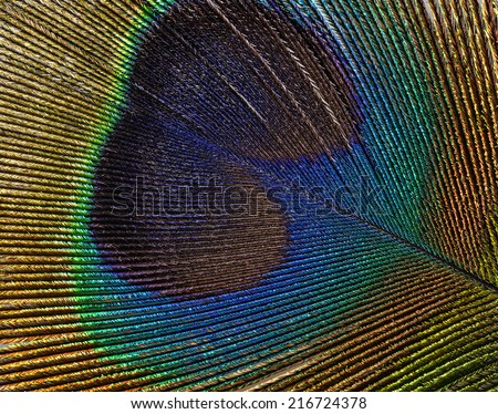 a peacock feather macro photo