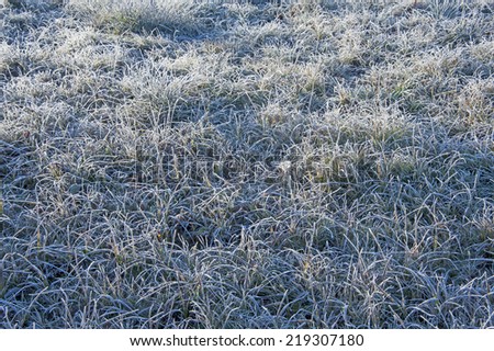 frozen grass with hoarfrost - winter background