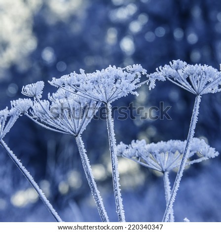frozen plants
