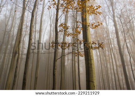 an autumn forest and fog