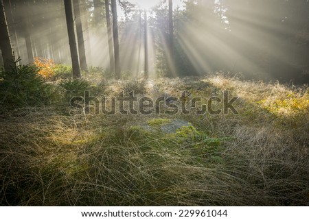 sun and fog in the forest