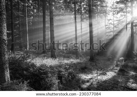 sun and fog in a forest