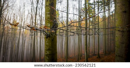 an autumn forest and fog