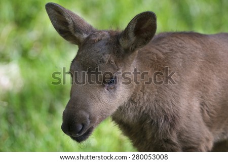Moose - baby animal