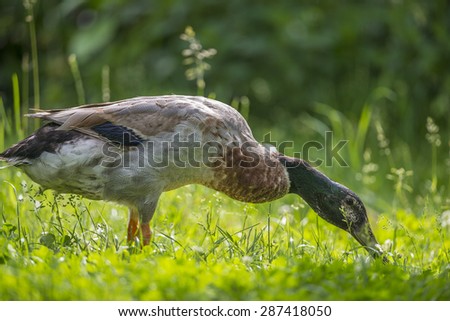 indian runner duck - male