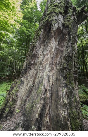 old tree in forest