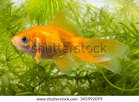 Carassius auratus auratus  - gold fish -  aquarium fish