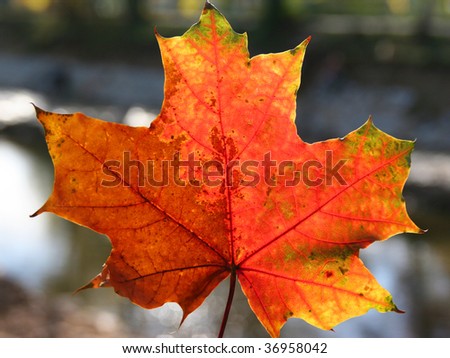 colored fall maple leave