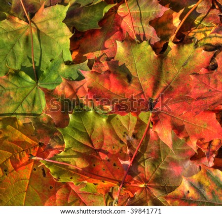 fall red maple leaves