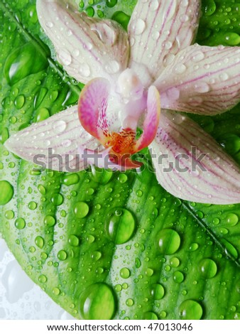 orchid on leave with rain drops detail