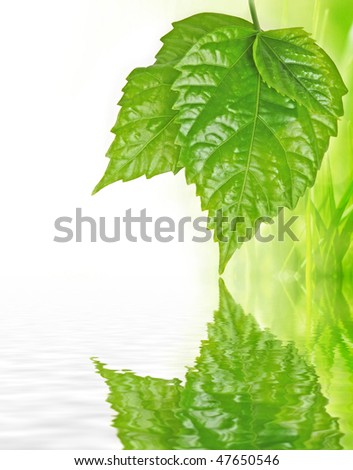 three leaves with mirroring effect