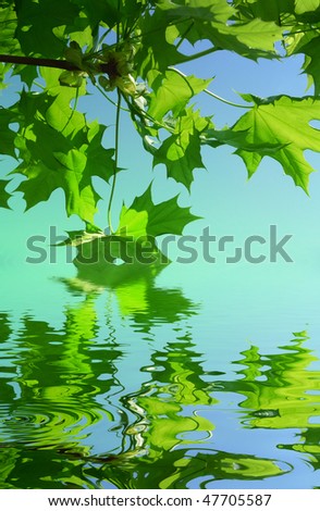 maple tree  above water level
