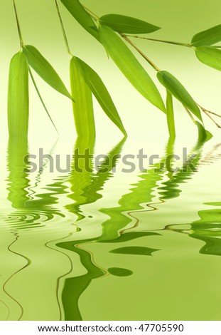 bamboo  above water level