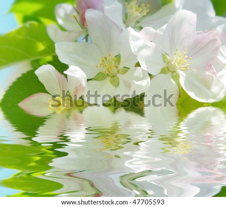 apple flowers  above water level