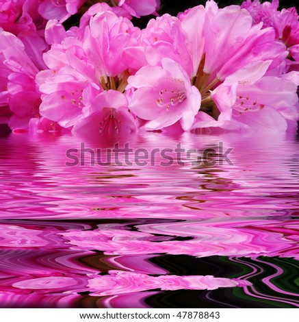 pink rhododendron flowers and mirroring effect in water level