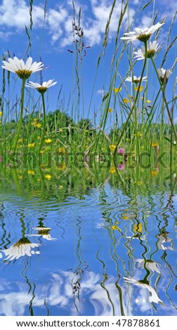 daisies on spring meadow and mirroring effect in water level