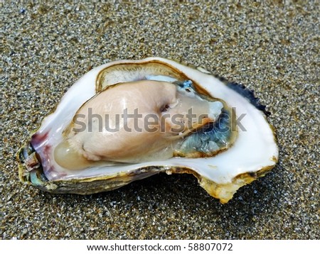 shell seafood